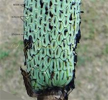  Spadix